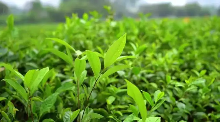 100000+茶艺茶叶短视频素材-茶艺茶叶茶业图片短视频剪辑朋友圈素材【电商热销839】