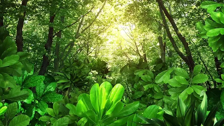 120款卡通森林背景视频-梦幻神秘卡通森林树儿童话剧表演出晚会仙境舞台LED背景视频素材【电商热销613】