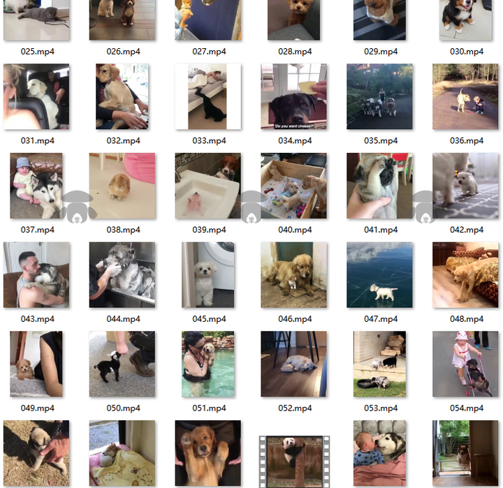 萌宠素材动物猫咪宠物搞笑抖音短视频直播高清无水印剪辑起号用素材【电商热销561】