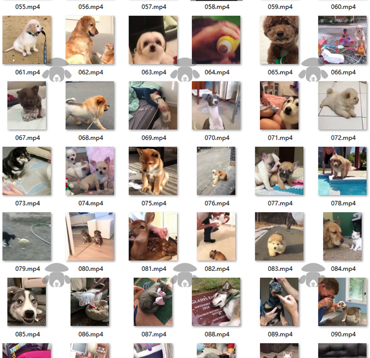 萌宠素材动物猫咪宠物搞笑抖音短视频直播高清无水印剪辑起号用素材【电商热销561】