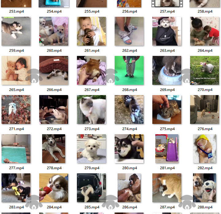 萌宠素材动物猫咪宠物搞笑抖音短视频直播高清无水印剪辑起号用素材【电商热销561】