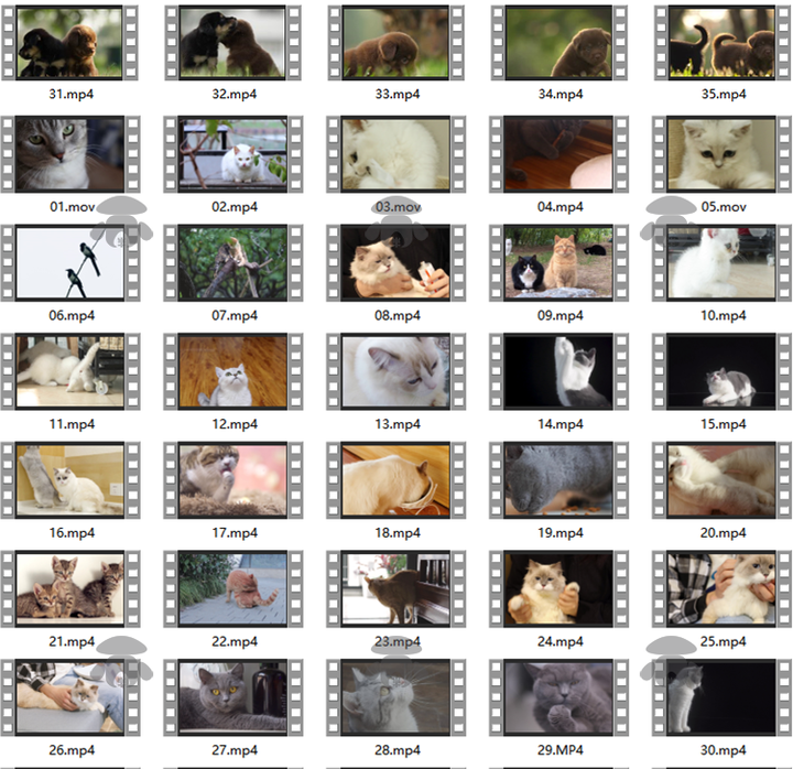 萌宠素材动物猫咪宠物搞笑抖音短视频直播高清无水印剪辑起号用素材【电商热销561】