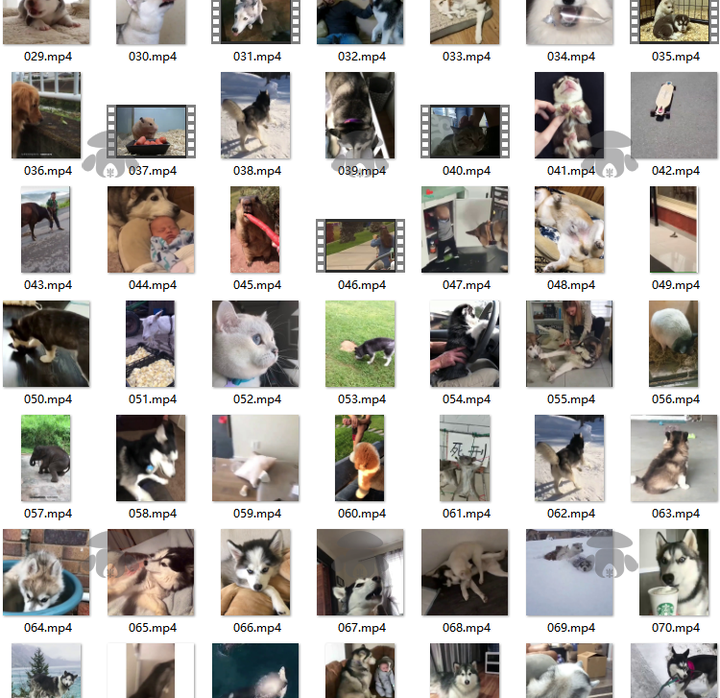 萌宠素材动物猫咪宠物搞笑抖音短视频直播高清无水印剪辑起号用素材【电商热销561】