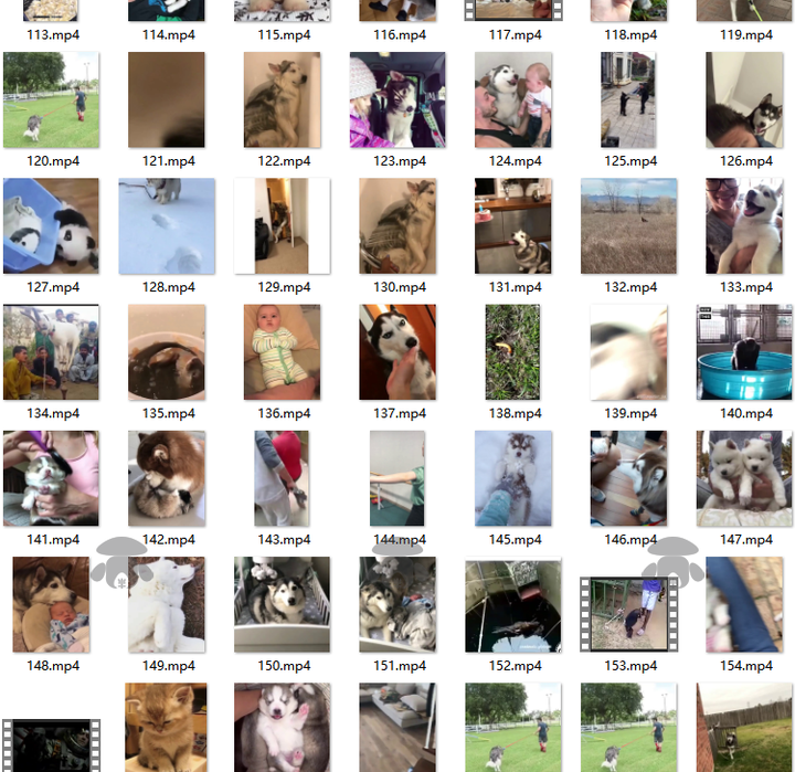 萌宠素材动物猫咪宠物搞笑抖音短视频直播高清无水印剪辑起号用素材【电商热销561】