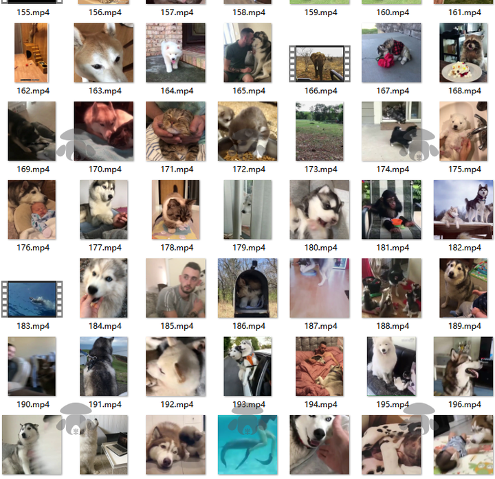 萌宠素材动物猫咪宠物搞笑抖音短视频直播高清无水印剪辑起号用素材【电商热销561】