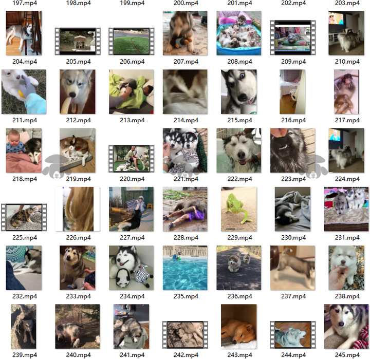 萌宠素材动物猫咪宠物搞笑抖音短视频直播高清无水印剪辑起号用素材【电商热销561】