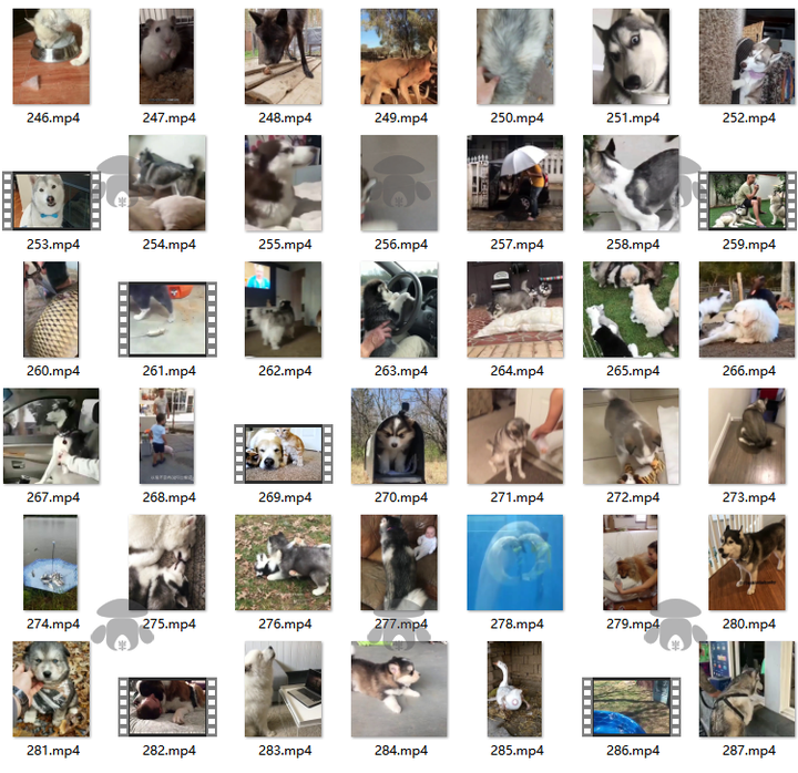 萌宠素材动物猫咪宠物搞笑抖音短视频直播高清无水印剪辑起号用素材【电商热销561】