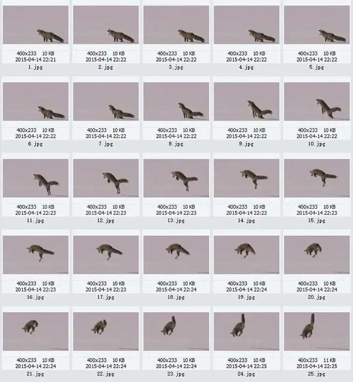 1721幅原画画集素材【动物昆虫运动规律图解】-动物昆虫图解素材合集 CG 动画 原画动作表演参考素材【电商热销67】