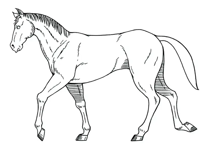 1721幅原画画集素材【动物昆虫运动规律图解】-动物昆虫图解素材合集 CG 动画 原画动作表演参考素材【电商热销67】