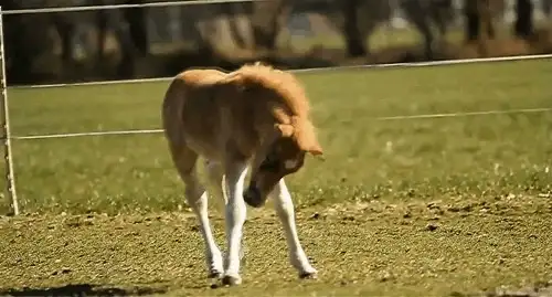 1721幅原画画集素材【动物昆虫运动规律图解】-动物昆虫图解素材合集 CG 动画 原画动作表演参考素材【电商热销67】