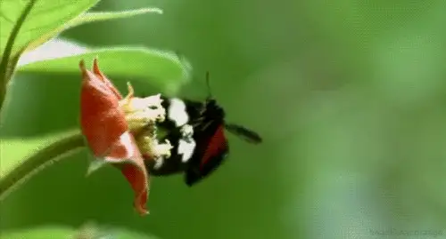 1721幅原画画集素材【动物昆虫运动规律图解】-动物昆虫图解素材合集 CG 动画 原画动作表演参考素材【电商热销67】