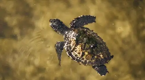 1721幅原画画集素材【动物昆虫运动规律图解】-动物昆虫图解素材合集 CG 动画 原画动作表演参考素材【电商热销67】