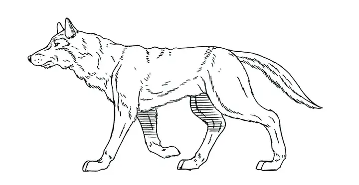1721幅原画画集素材【动物昆虫运动规律图解】-动物昆虫图解素材合集 CG 动画 原画动作表演参考素材【电商热销67】