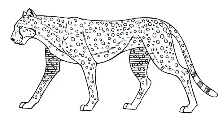 1721幅原画画集素材【动物昆虫运动规律图解】-动物昆虫图解素材合集 CG 动画 原画动作表演参考素材【电商热销67】