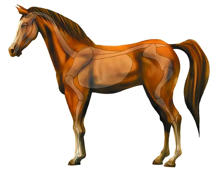 1721幅原画画集素材【动物昆虫运动规律图解】-动物昆虫图解素材合集 CG 动画 原画动作表演参考素材【电商热销67】