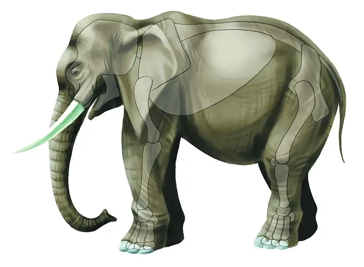 1721幅原画画集素材【动物昆虫运动规律图解】-动物昆虫图解素材合集 CG 动画 原画动作表演参考素材【电商热销67】