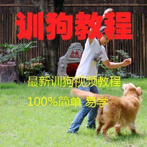 训狗视频教程(高清全集)