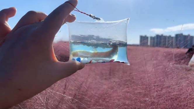 手工小成本泡泡鱼地摊创业项目【日賺500+】抖音爆火