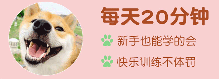 【训狗教程】7天纠正不良行为