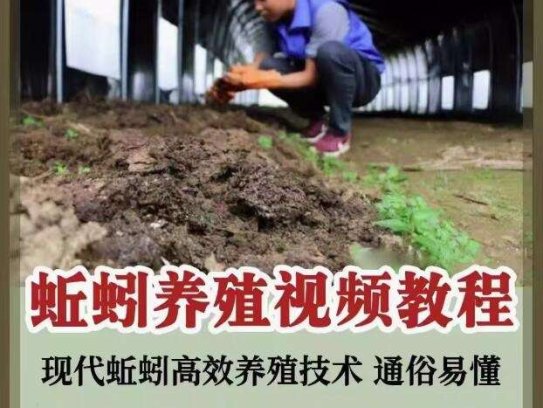 蚯蚓养殖技术视频教程素材零基础农业创业大棚如何养蚯蚓高效素材【电商热销569】